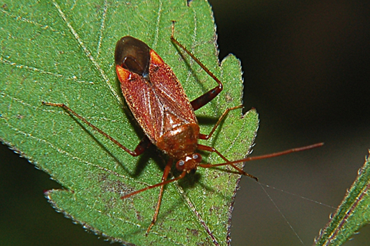 Altri amici da identificare ..... Parco del Ticino